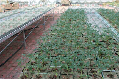 盛鼎農用巖棉實驗基地實拍