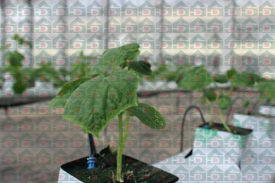 盛鼎農用巖棉實驗基地實拍