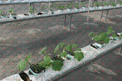盛鼎農用巖棉實驗基地實拍