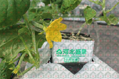 盛鼎農用巖棉實驗基地實拍